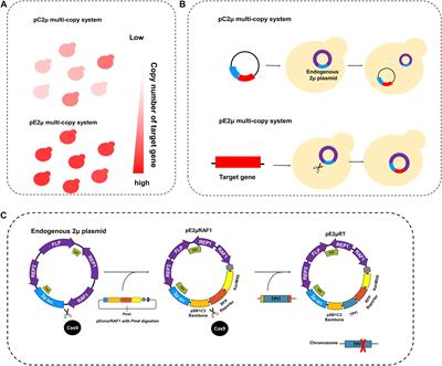 Endogenous 2μ Plasmid Editing for Pathway Engineering in Saccharomyces cerevisiae